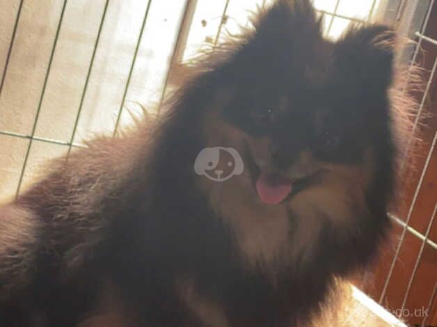 Fox face pomeranian puppies for sale in Billingham, County Durham - Image 4