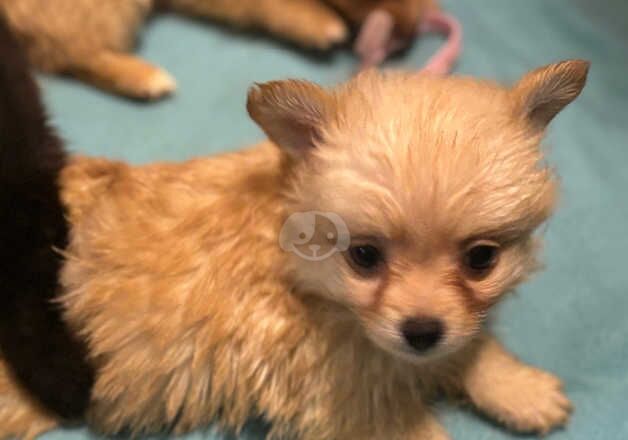 Pomeranian Puppies For Sale