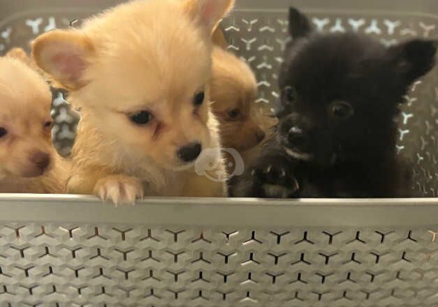 Fox face pomeranians for sale in Bristol, Bristol - Image 2