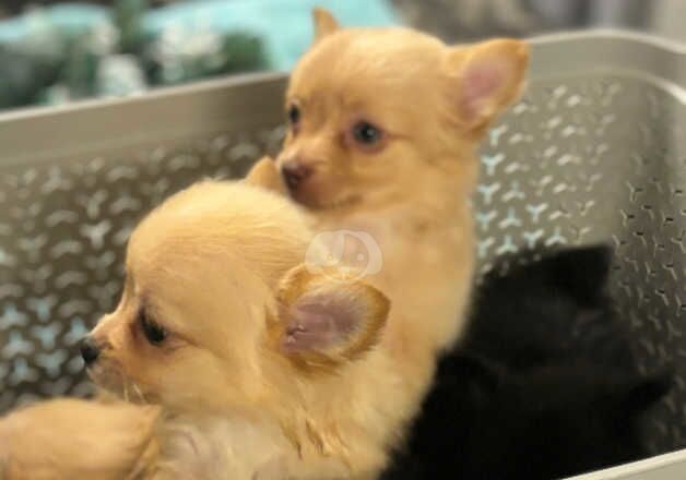 Fox face pomeranians for sale in Bristol, Bristol - Image 3