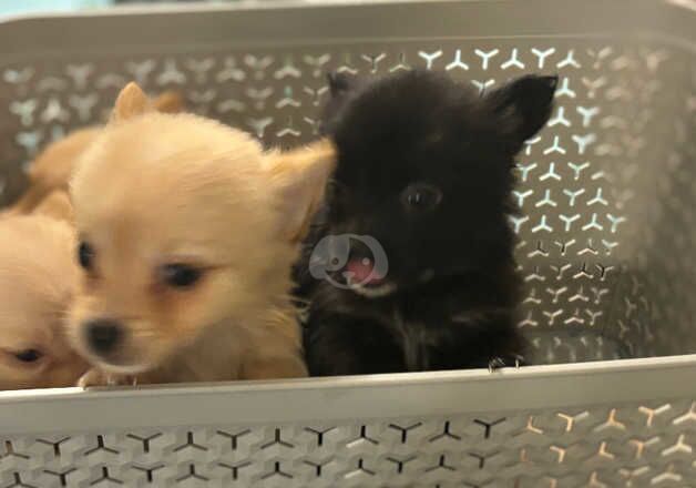 Pomeranian Puppies for sale