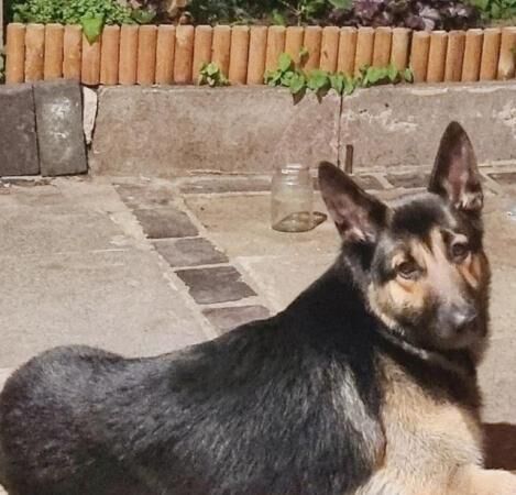 FREE! German shepherd and Jack Russell x Pomeranian for sale in Bradford, West Yorkshire