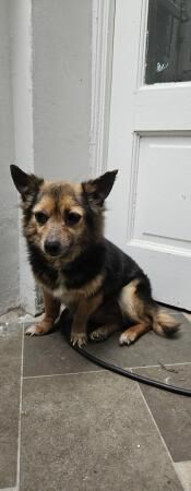 FREE! German shepherd and Jack Russell x Pomeranian for sale in Bradford, West Yorkshire - Image 2