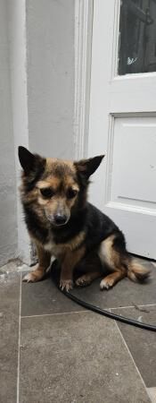 FREE! German shepherd and Jack Russell x Pomeranian for sale in Bradford, West Yorkshire - Image 3