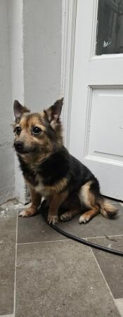 FREE! German shepherd and Jack Russell x Pomeranian for sale in Bradford, West Yorkshire - Image 4