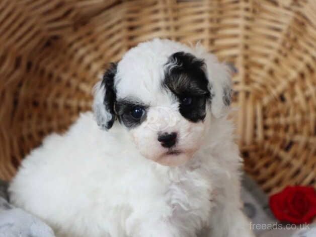 Fresh & Updated, Softly raised Pomeranian puppies for sale in Lambeth, Lambeth, Greater London - Image 2