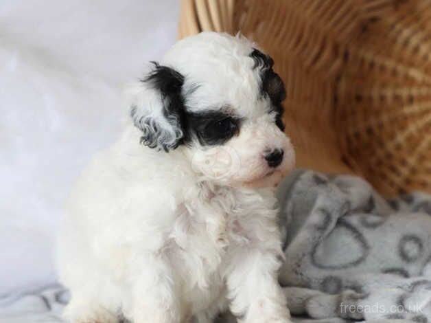 Fresh & Updated, Softly raised Pomeranian puppies for sale in Lambeth, Lambeth, Greater London - Image 3