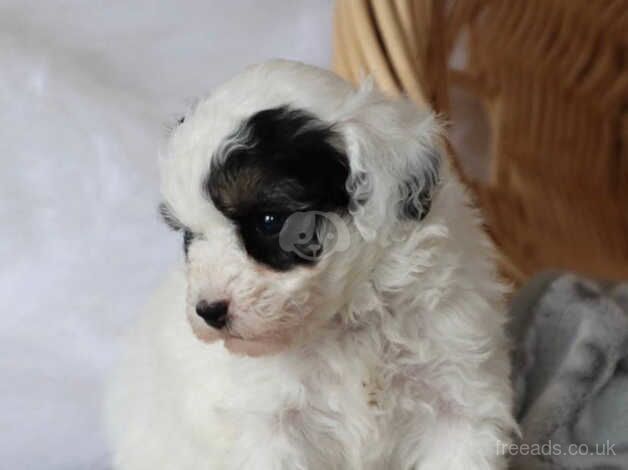 Fresh & Updated, Softly raised Pomeranian puppies for sale in Lambeth, Lambeth, Greater London - Image 4