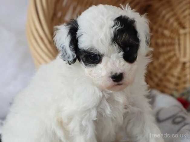 Fresh & Updated, Softly raised Pomeranian puppies for sale in Lambeth, Lambeth, Greater London - Image 5