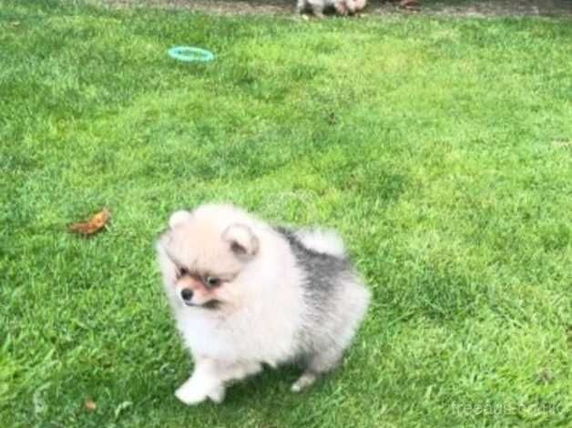 Full breed male Pomeranian for sale in Londonderry, North Yorkshire