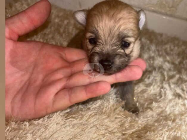 Pomeranians for sale in Birmingham, West Midlands