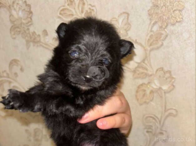 Pomeranian Puppies for sale in West Midlands