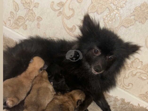 Pomeranian Puppies for sale