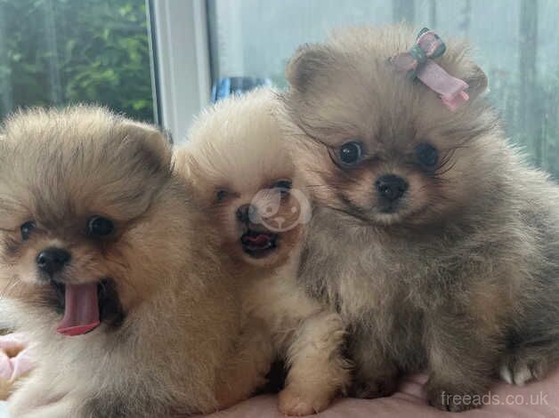 Full breed poms for sale in Londonderry, North Yorkshire - Image 2