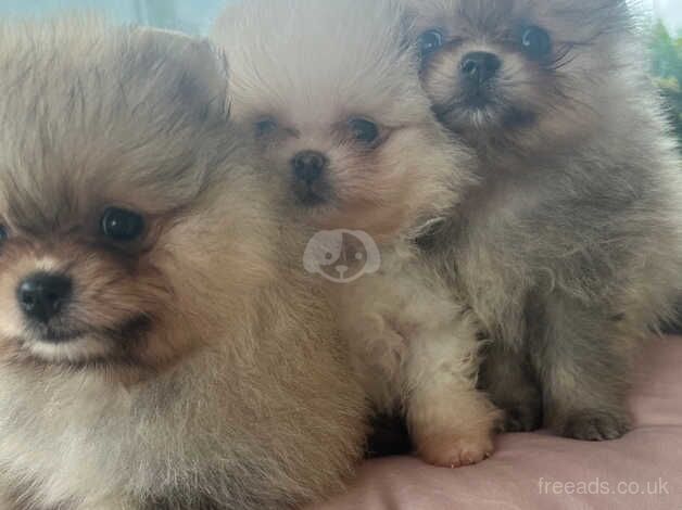 Full breed poms for sale in Londonderry, North Yorkshire - Image 3