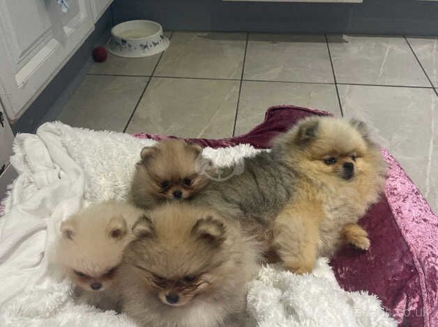 Full breed Poms for sale in Londonderry, North Yorkshire