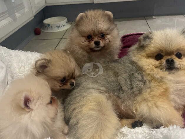 Full breed Poms for sale in Londonderry, North Yorkshire - Image 4