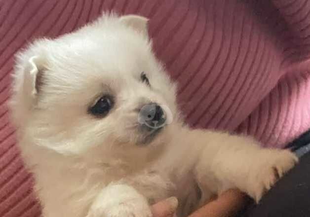 Fullbred Pomeranian boy for sale in Wolverhampton, West Midlands