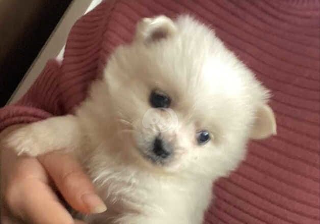 Pomeranians for sale in Wolverhampton, West Midlands