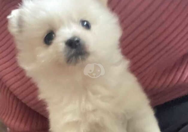 Pomeranian Puppies for sale in West Midlands