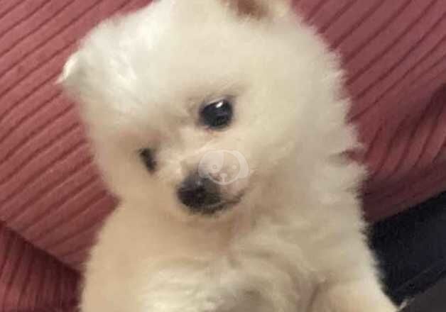 Pomeranian Puppies for sale