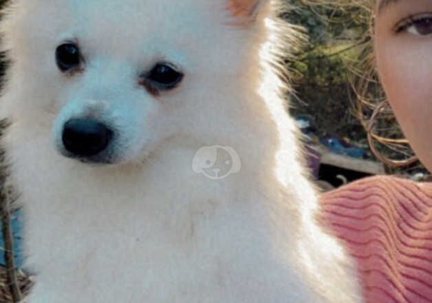 Fullbred Pomeranian boy for sale in Wolverhampton, West Midlands - Image 5