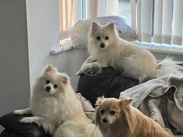 Golden Pomeranian for sale in Stevenage, Hertfordshire