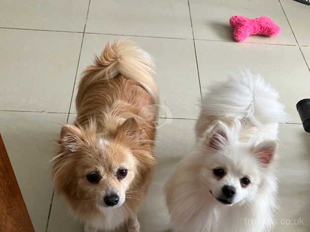 Golden Pomeranian for sale in Stevenage, Hertfordshire - Image 2