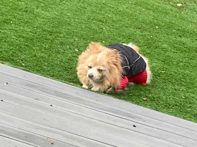 Golden Pomeranian for sale in Stevenage, Hertfordshire - Image 5