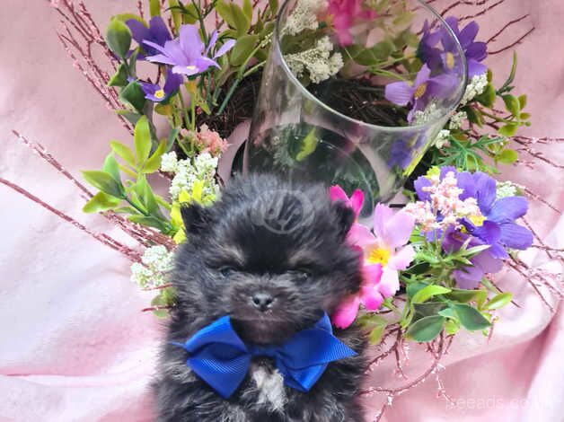 Gorgeous beautiful Pomeranian puppies for sale in Tamworth, Staffordshire