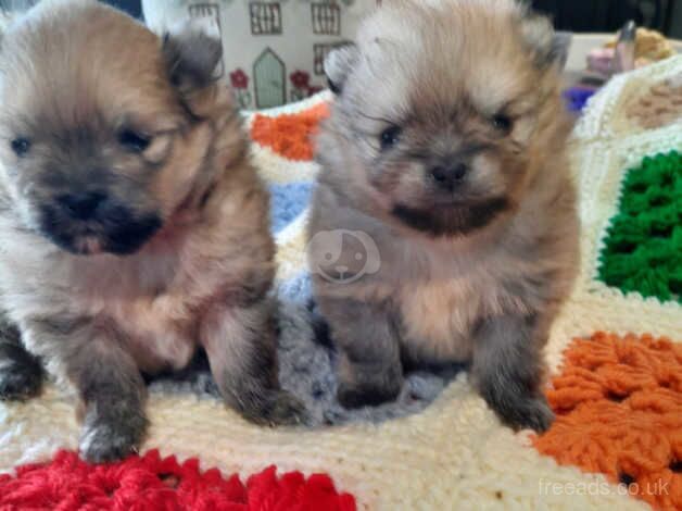 Gorgeous Cream/Sable teddy bear pups for sale in Morpeth, Northumberland