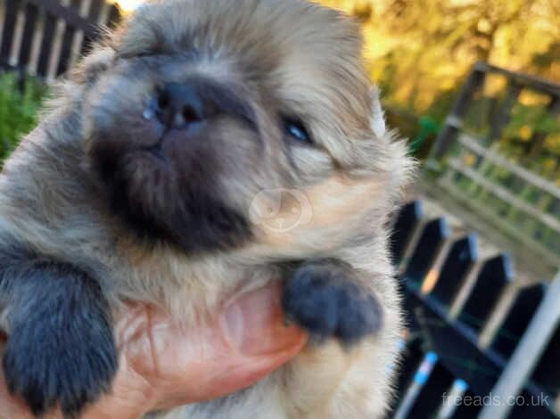 Gorgeous Cream/Sable teddy bear pups for sale in Morpeth, Northumberland - Image 2