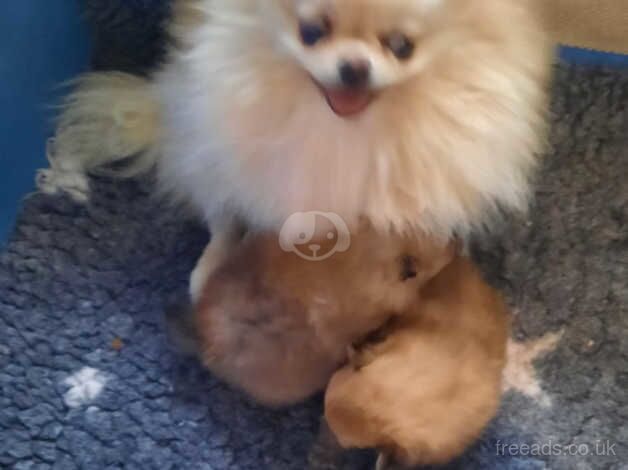 Gorgeous Cream/Sable teddy bear pups for sale in Morpeth, Northumberland - Image 3