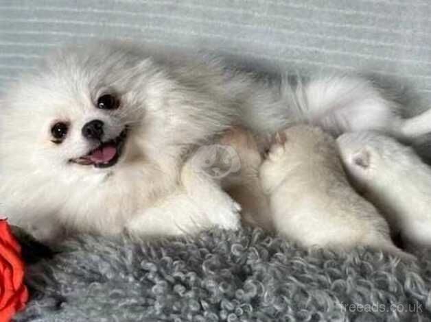 Gorgeous Creamy Kc Fluffy Pomeranian puppies Ready Now! for sale in Manchester, Greater Manchester