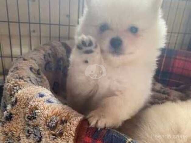 Gorgeous Creamy Kc Fluffy Pomeranian puppies Ready Now! for sale in Manchester, Greater Manchester - Image 2