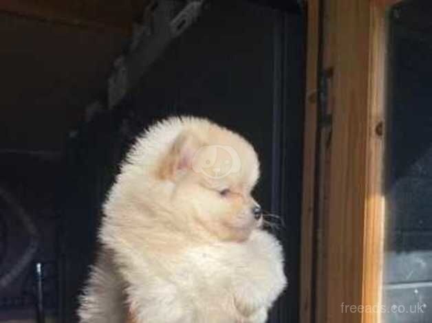 Gorgeous Creamy Kc Fluffy Pomeranian puppies Ready Now! for sale in Manchester, Greater Manchester - Image 3