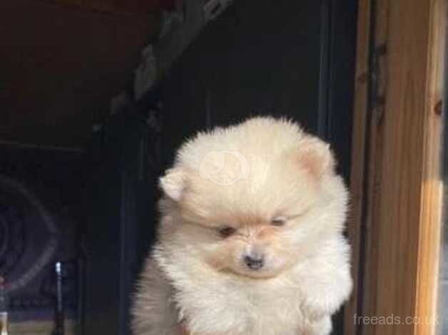 Gorgeous Creamy Kc Fluffy Pomeranian puppies Ready Now! for sale in Manchester, Greater Manchester - Image 4