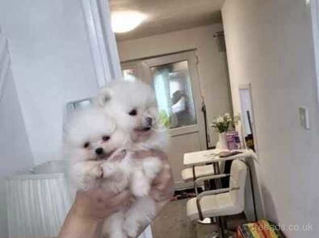 Gorgeous Creamy Kc Fluffy Pomeranian puppies Ready Now! for sale in Manchester, Greater Manchester - Image 5