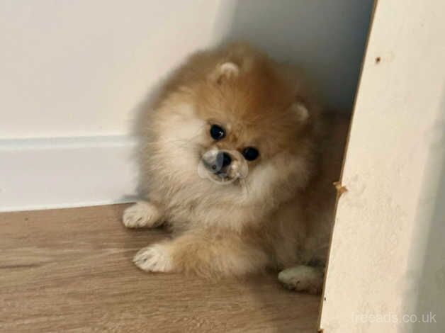 Gorgeous fluffy Pomeranian girl in orange colour for sale in Tower Hamlets, Kent