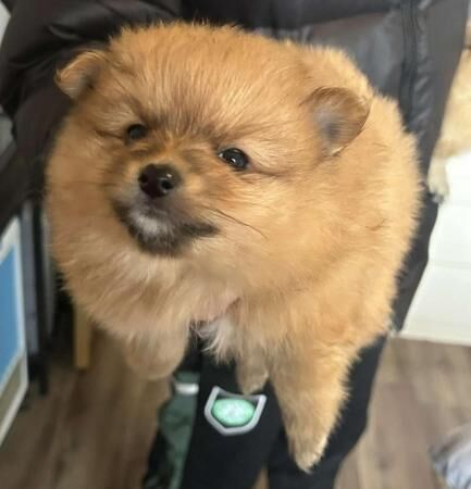 Gorgeous Fluffy Pomeranians for sale in West Bromwich, West Midlands - Image 1