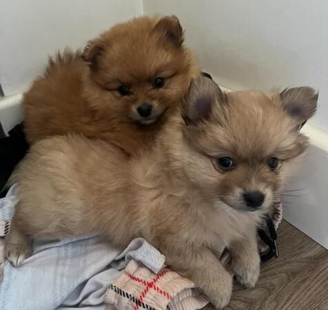 Gorgeous Fluffy Pomeranians for sale in West Bromwich, West Midlands - Image 2