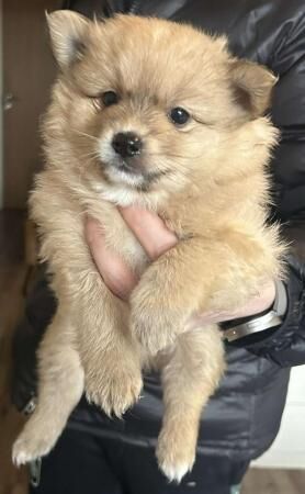 Gorgeous Fluffy Pomeranians for sale in West Bromwich, West Midlands - Image 4