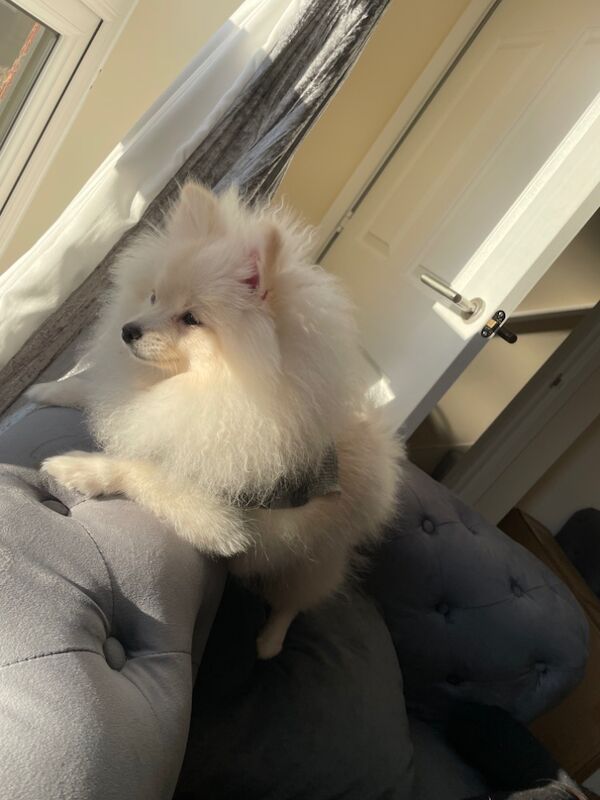 Gorgeous kc registered pomeranian girl for sale in Muxton, Shropshire