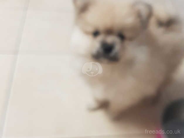 Gorgeous male pomeranian for sale in Kettering, Northamptonshire - Image 2