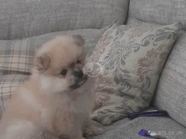 Gorgeous male pomeranian for sale in Kettering, Northamptonshire - Image 3