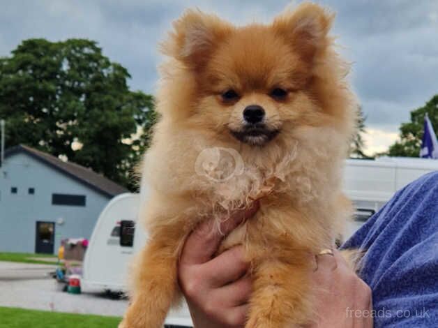 Gorgeous orange 8 month old Boy puppy for sale in Chard, Somerset