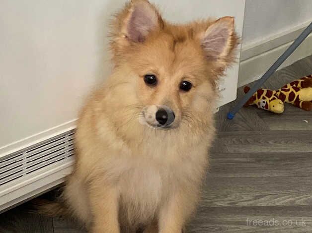 Gorgeous Pomeranian boy for sale in Stockport, Greater Manchester