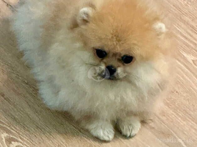 Gorgeous Pomeranian girl in orange colour for sale in Tower Hamlets, Kent