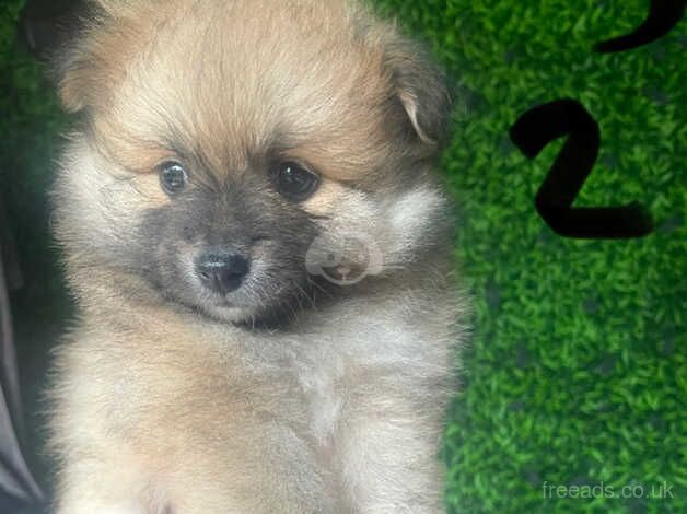 Gorgeous boy Pomeranian puppies for sale in Manchester, Greater Manchester