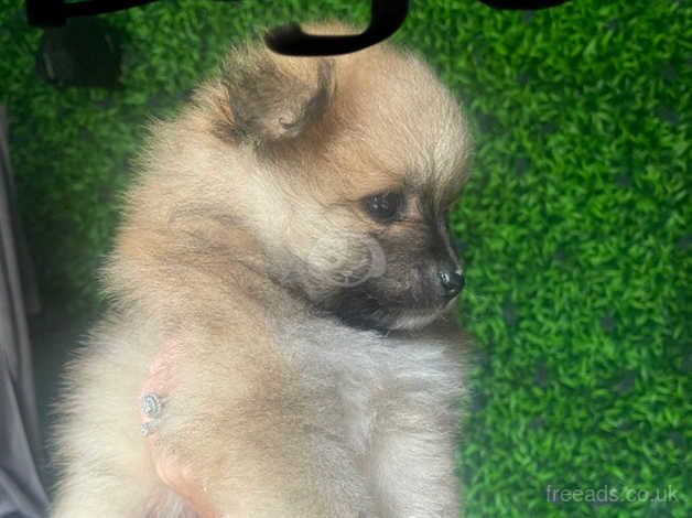 Gorgeous boy Pomeranian puppies for sale in Manchester, Greater Manchester - Image 2